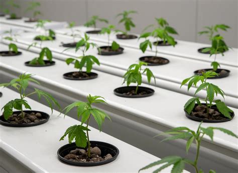 Hydro Weed Vs. Soil: Pros And Cons 